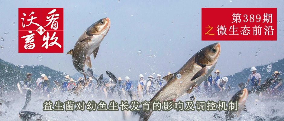 益生菌對幼魚(yú)生長(cháng)發(fā)育的影響及調控機制|微生態(tài)前沿