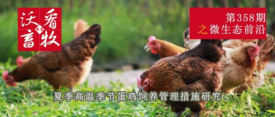 夏季高溫季節蛋雞飼養管理措施研究|微生態(tài)前沿