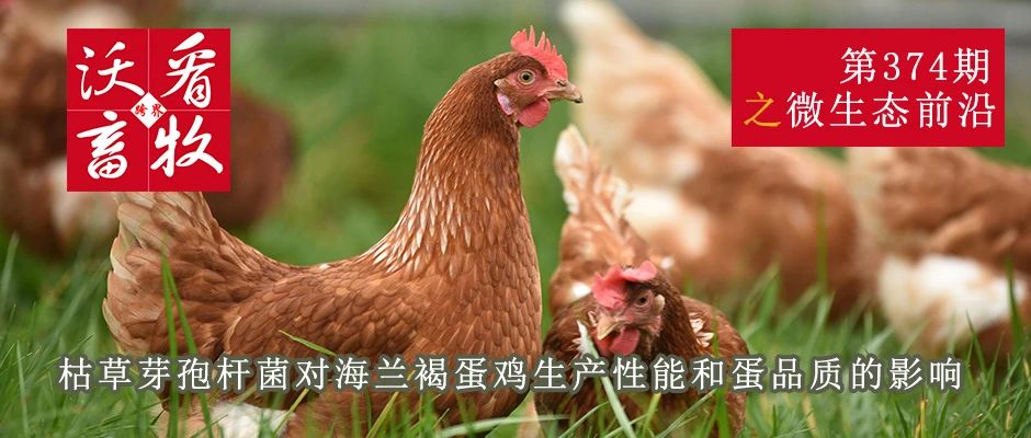 枯草芽孢桿菌對海蘭褐蛋雞生產(chǎn)性能和蛋品質(zhì)的影響|微生態(tài)前沿