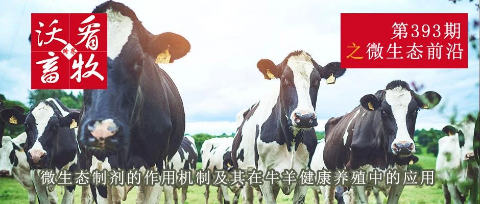微生態(tài)制劑的作用機制及其在牛羊健康養殖中的應用|微生態(tài)前沿